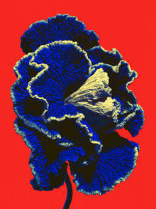 Heatbloom