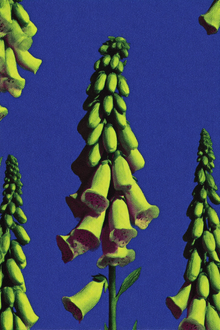 Foxglove in Ultramarine
