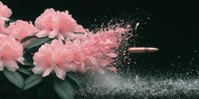 Bloom Trajectory