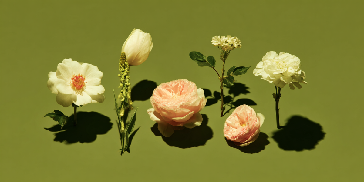 Specimen Lineup — framed fine art preview