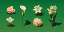 Bloom Docket