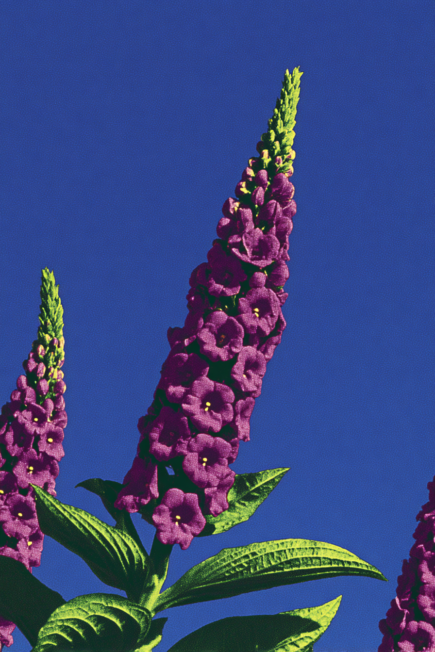 Foxglove Against Infinity
