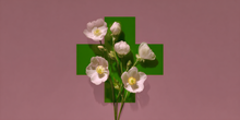 Remedy Cross