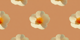 Amber Repeat