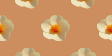 Amber Repeat