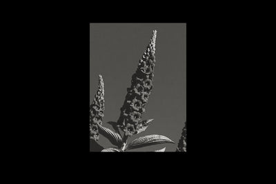 Foxglove Against Infinity — detail view